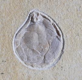 Terebratula sp. MUELLER 1776 - Bild © FossNet FossilienStore
